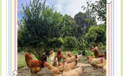 农村养殖投资项目有哪些？