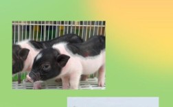 小本投资有哪些靠谱项目？