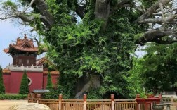 山西洪洞县大槐树图片