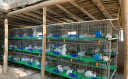 养兔子要花多少钱？