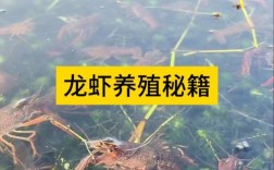 养殖一亩龙虾投资成本是多少？