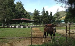 休闲小马场投资多少钱