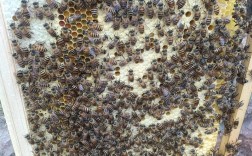 蜜蜂养殖场投资多少？成本怎么算？