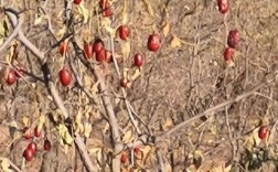 山西临县2025红枣