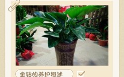 种什么投资少能见效快？