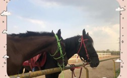 太原哪里有骑马场？推荐几家靠谱的！