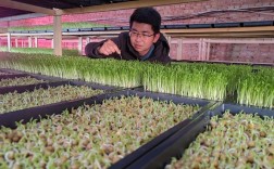 芽苗菜种植投资收益到底怎么样？