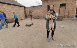 山西夏县西浒村杀人案