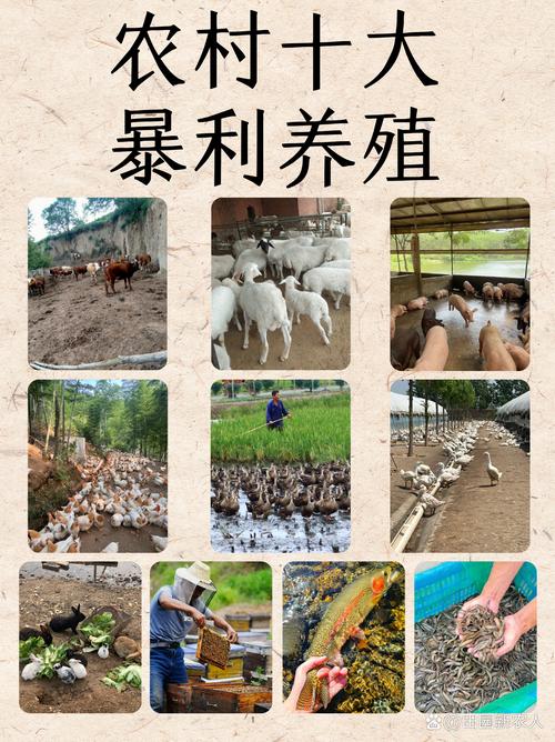 农村小本投资项目有哪些？-图3