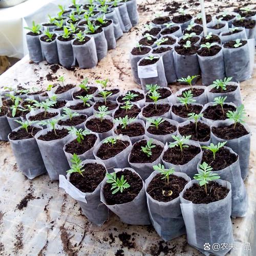 无土栽培投资多少？成本构成是怎样的？-图2