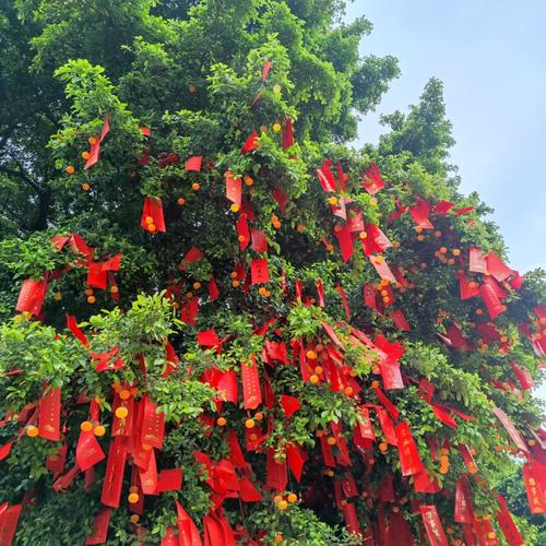 普陀山西天景区许愿树,如何许愿才灵验?-图3 普陀山西天景区许愿树,如何许愿才灵验?-图3