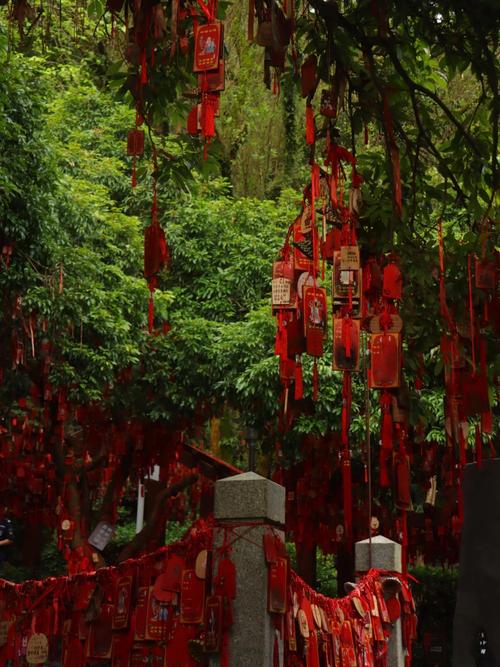 普陀山西天景区许愿树,如何许愿才灵验?-图1 普陀山西天景区许愿树,如何许愿才灵验?-图1