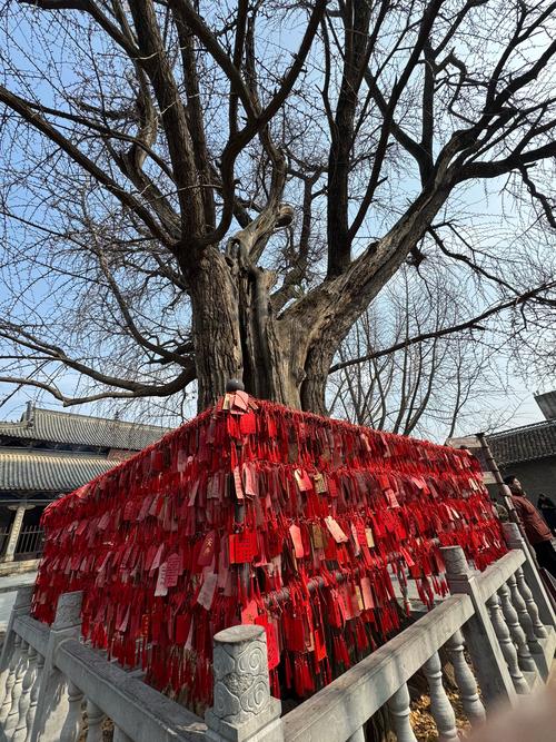 普陀山西天景区许愿树,如何许愿才灵验?-图2 普陀山西天景区许愿树,如何许愿才灵验?-图2