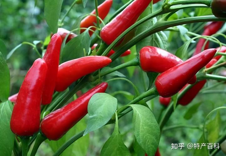 山西侯马有哪些特色特产?-图3 山西侯马有哪些特色特产?-图3