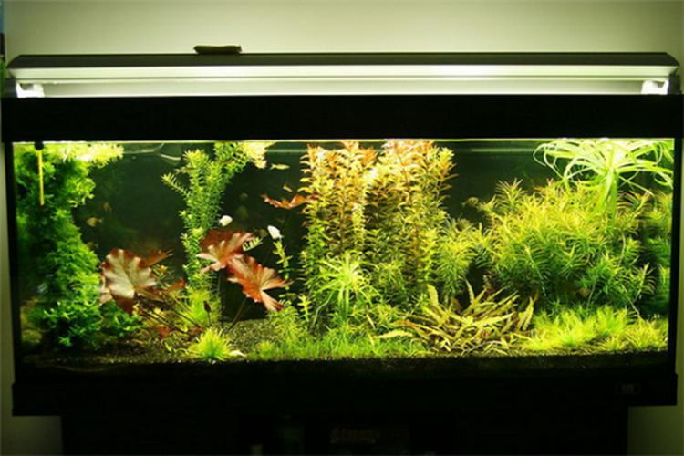 鱼缸厂家投资费用多少?-图1 鱼缸厂家投资费用多少?-图1