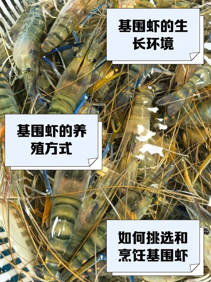 基围虾养殖要投资多少-图1