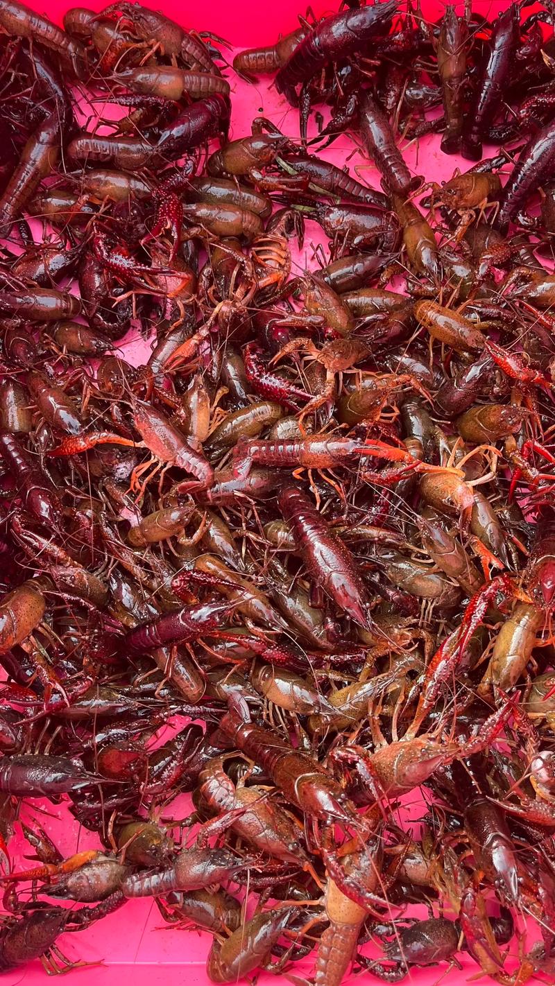 养龙虾投资门槛到底有多高？-图3