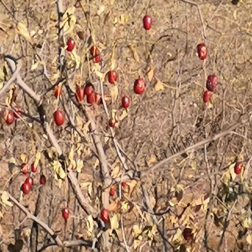 山西临县2025红枣-图1