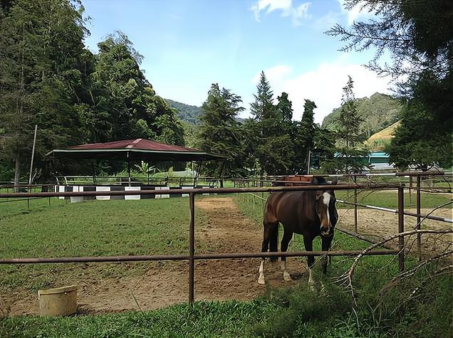 休闲小马场投资多少钱-图1 休闲小马场投资多少钱-图1