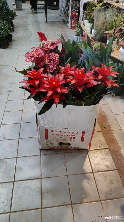 开盆栽店要投资多少钱？-图2