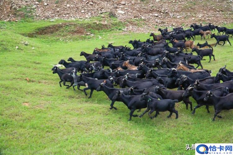 养殖什么投资少挣钱快？-图2