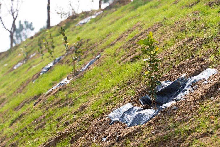 林地投资有哪些潜力方向？-图3