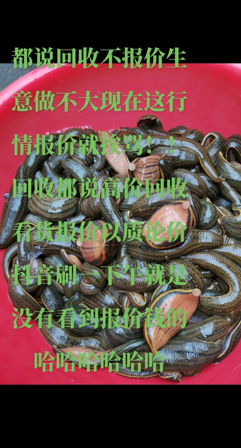 蚂蟥养殖投资风险大吗？-图1