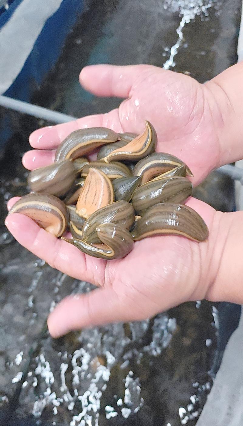 蚂蟥养殖投资风险大吗？-图2