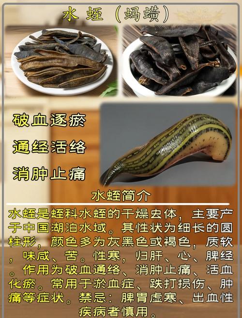 蚂蟥养殖投资风险大吗？-图3