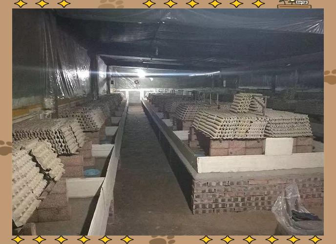 北方农村养殖小投资，哪些项目能赚钱？-图1