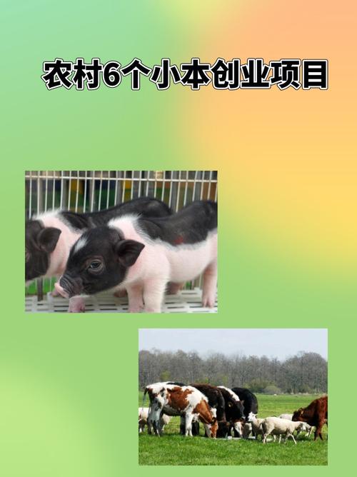 北方农村养殖小投资，哪些项目能赚钱？-图2