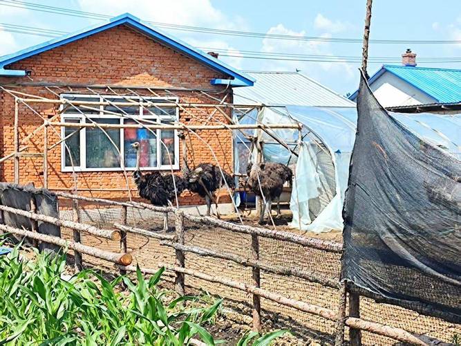 北方农村养殖小投资，哪些项目能赚钱？-图3