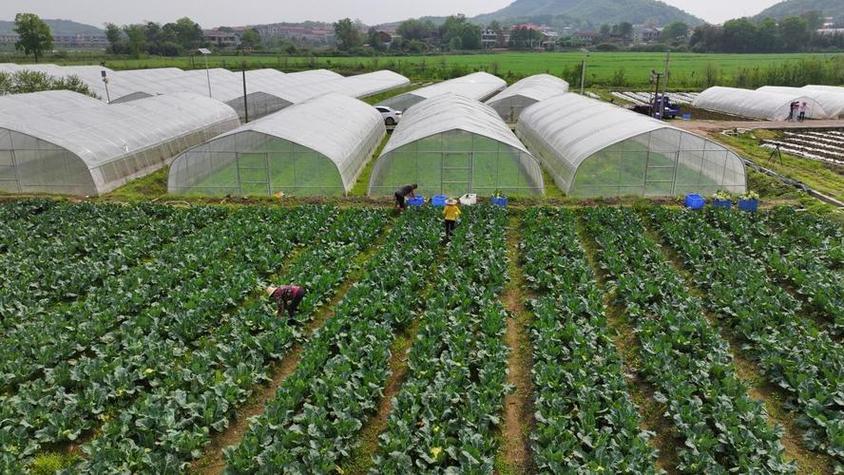 有机蔬菜种植投资多少？-图2