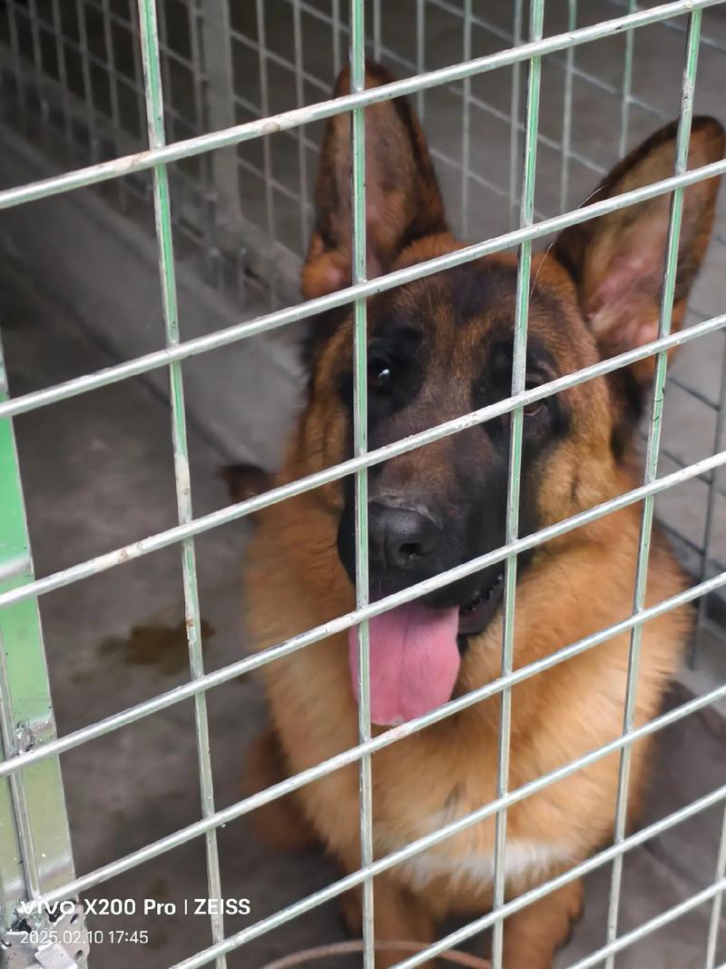 山西阳泉盂县狗场图片曝光，情况如何？-图3