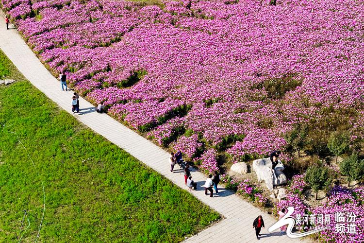 山西赏花好去处有哪些？-图1