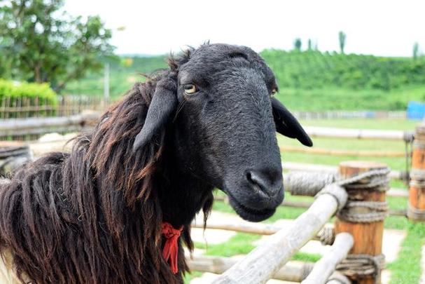 投资乌骨羊成本到底要多少？-图1