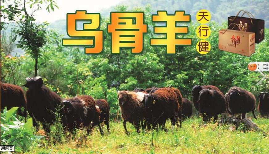 投资乌骨羊成本到底要多少？-图2