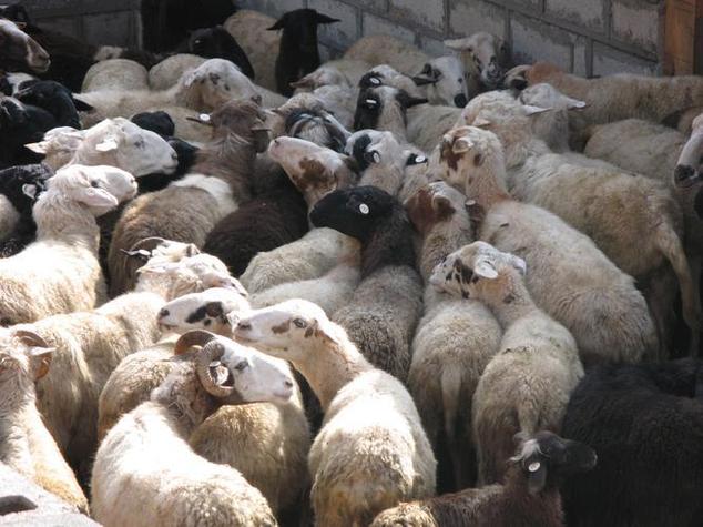 投资乌骨羊成本到底要多少？-图3