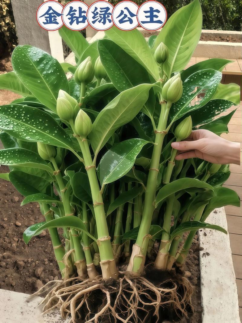 种什么投资少能见效快?-图3 种什么投资少能见效快?-图3