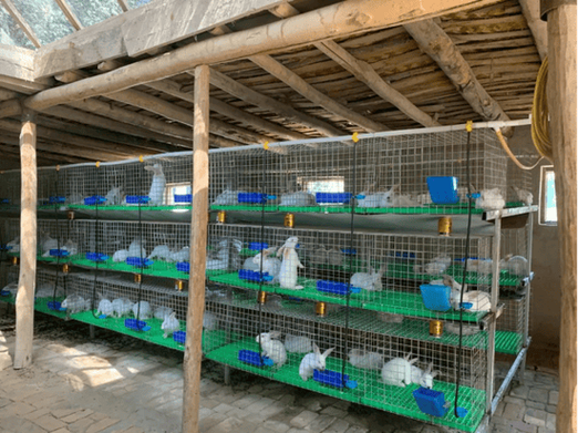 养兔子要花多少钱？-图1