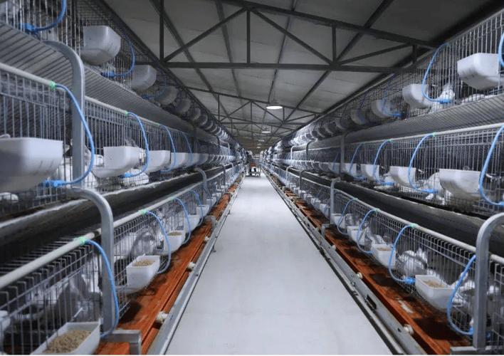 养兔子要花多少钱？-图2