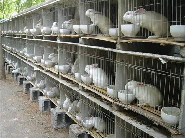 养兔子要花多少钱？-图3