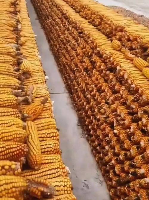 山西粮食储备如何实现高效转型？-图2