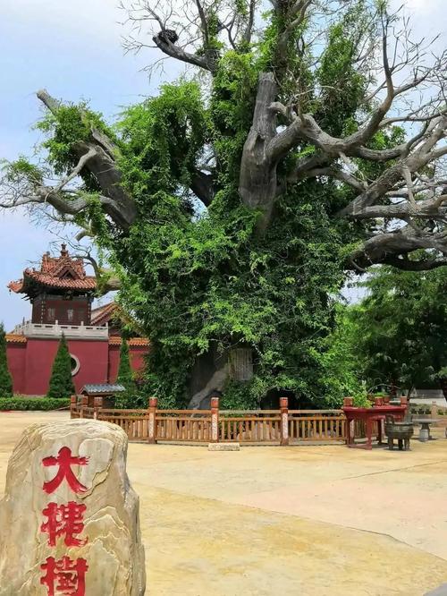 洪洞大槐树照片藏着什么移民故事？-图1