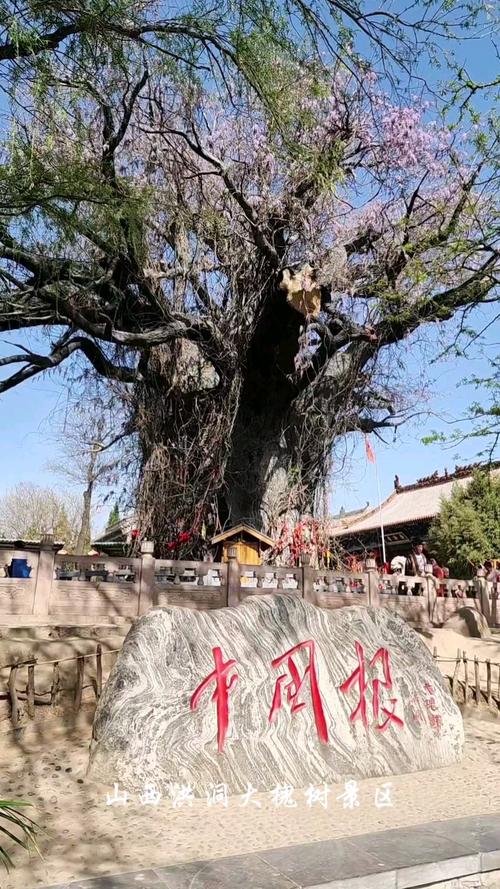 洪洞大槐树照片藏着什么移民故事？-图3