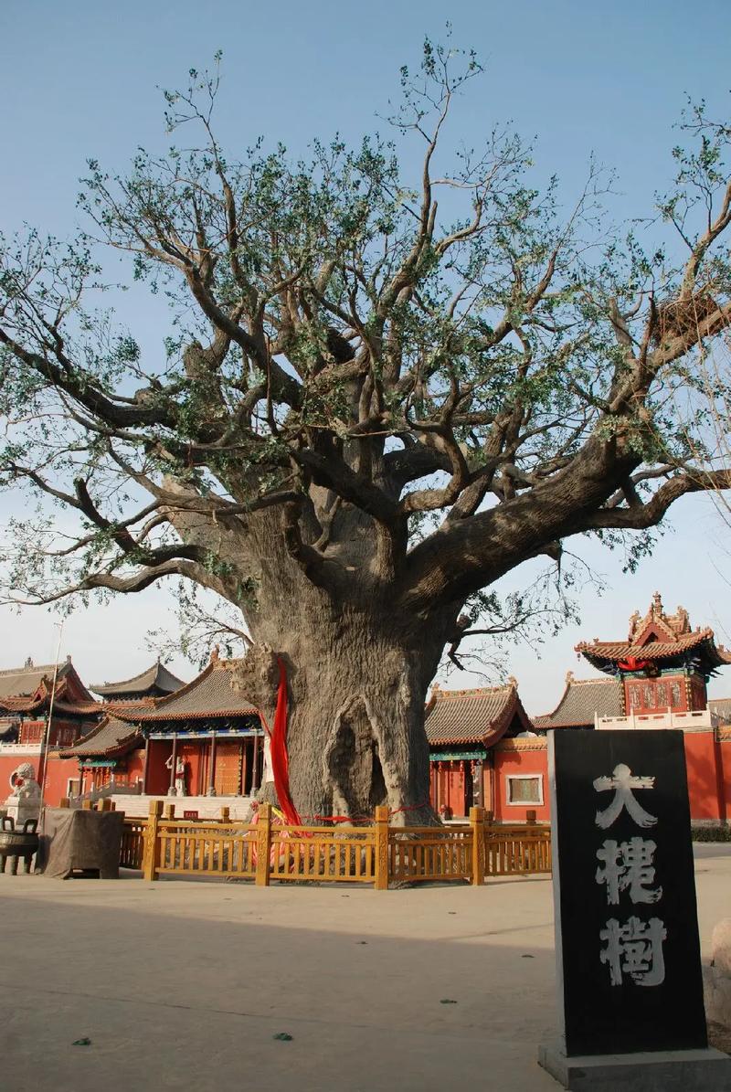 山西大槐树具体在哪个市？-图1