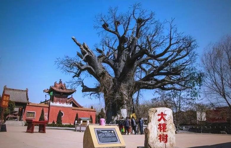 山西大槐树具体在哪个市？-图3